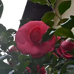 La Rosa E La Spina - Casa Indipendente Con Giardino - - Di Dervio