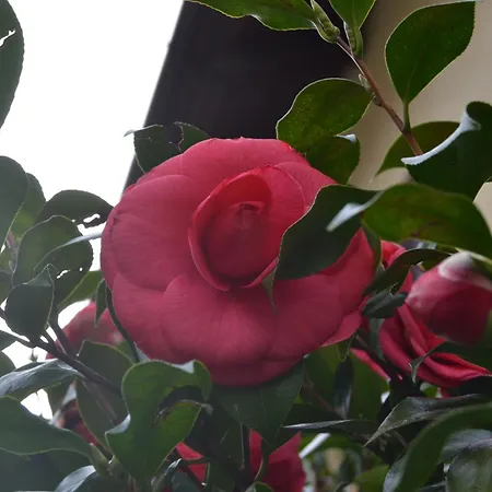 La Rosa E La Spina - Casa Indipendente Con Giardino - - Di Ντέρβιο