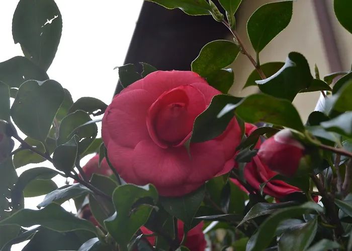 La Rosa E La Spina - Independent House With Garden, Dervio-lake Dervio